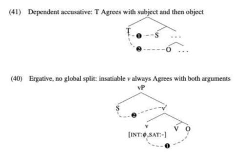 Syntax trees, showing dependent accusative and non-split ergative assignment